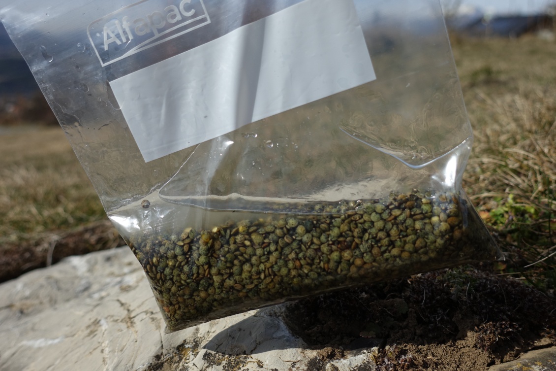 Des lentilles en "trempage transportable".
Trempées suffisamment longtemps, elles peuvent même être consommées sans cuisson du tout.