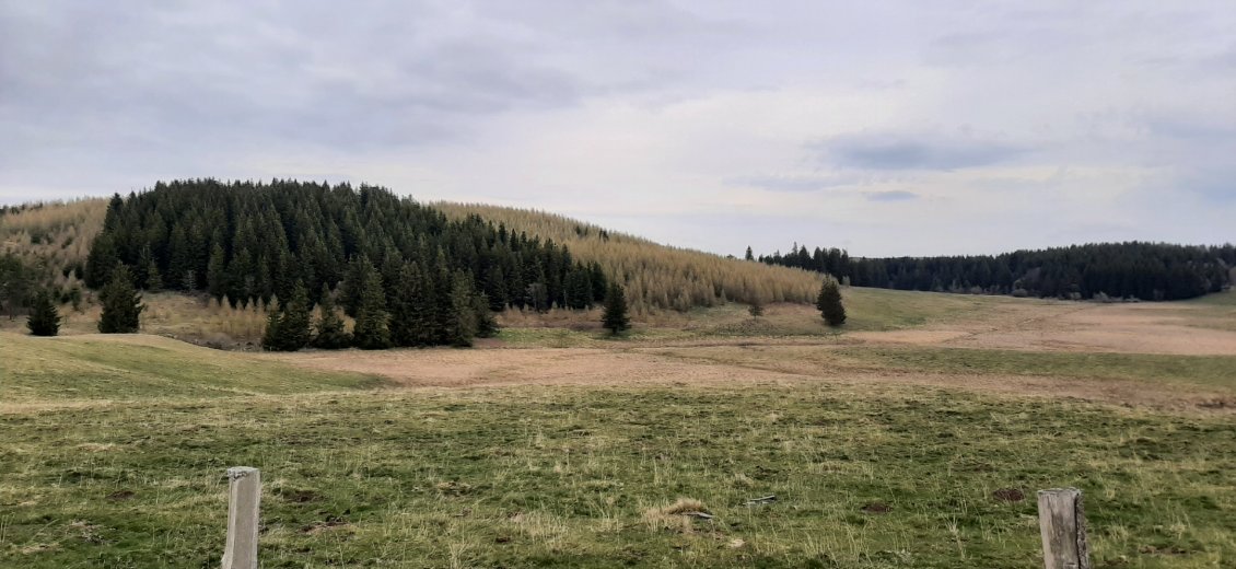 avec des plantations de mélèzes