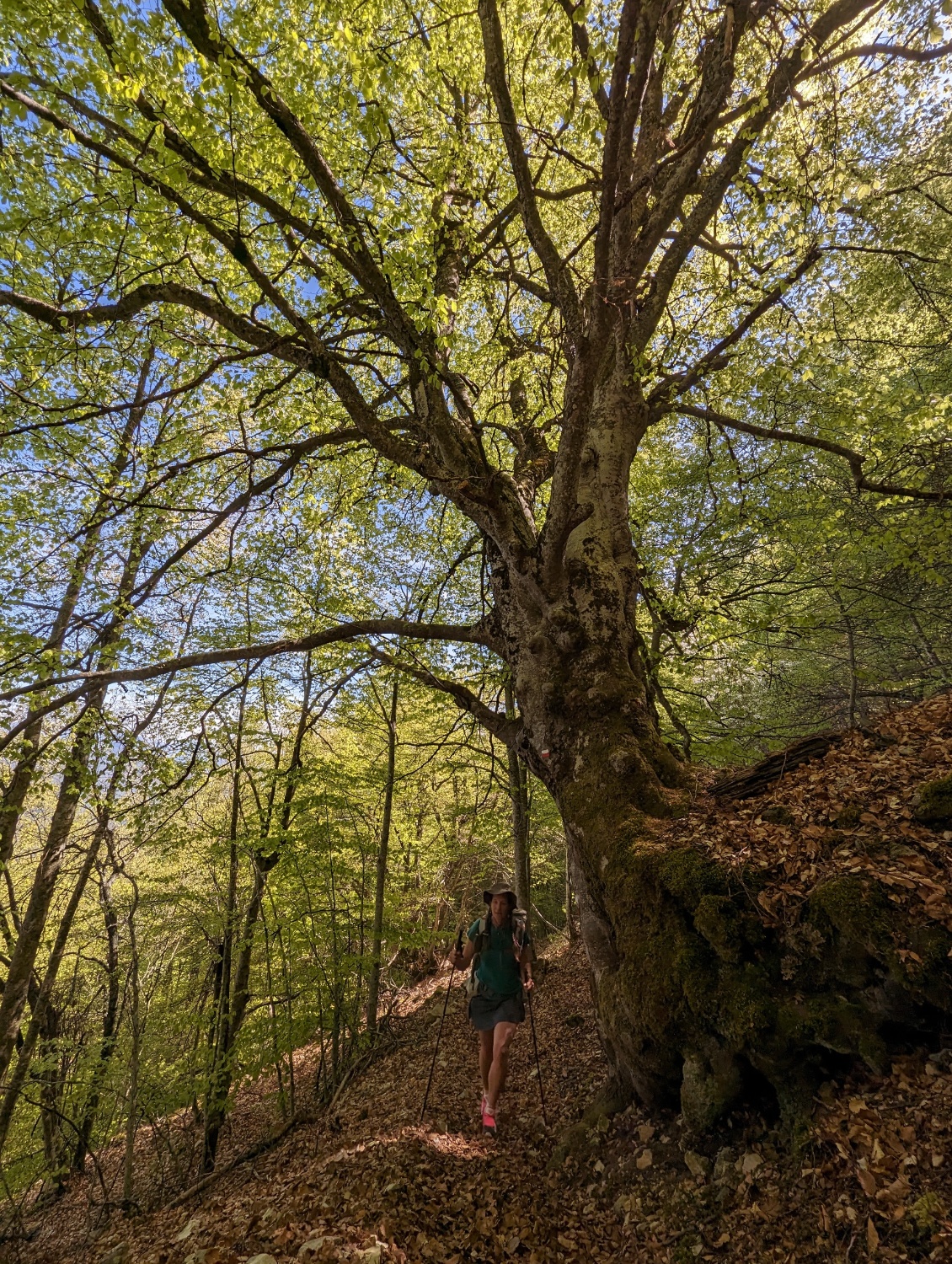 La forêt de Saou est réputée, nous commençons à comprendre pourquoi en découvrant ses grands arbres majestueux.