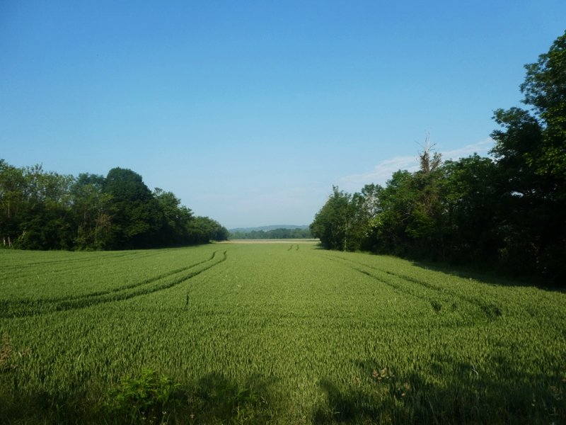 Campagne matinale