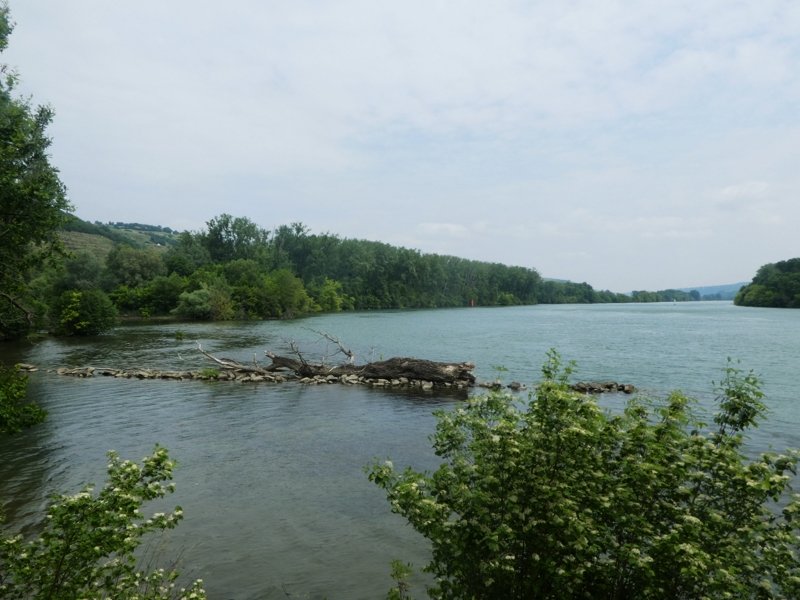 Le Rhône de nouveau plus sauvage