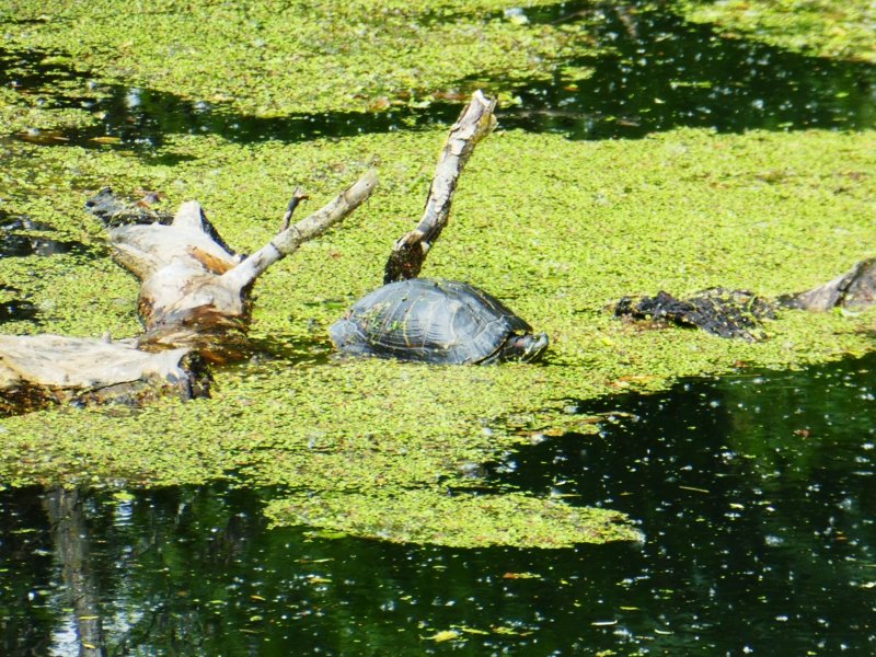 Avec sa tortue de.... Floride...