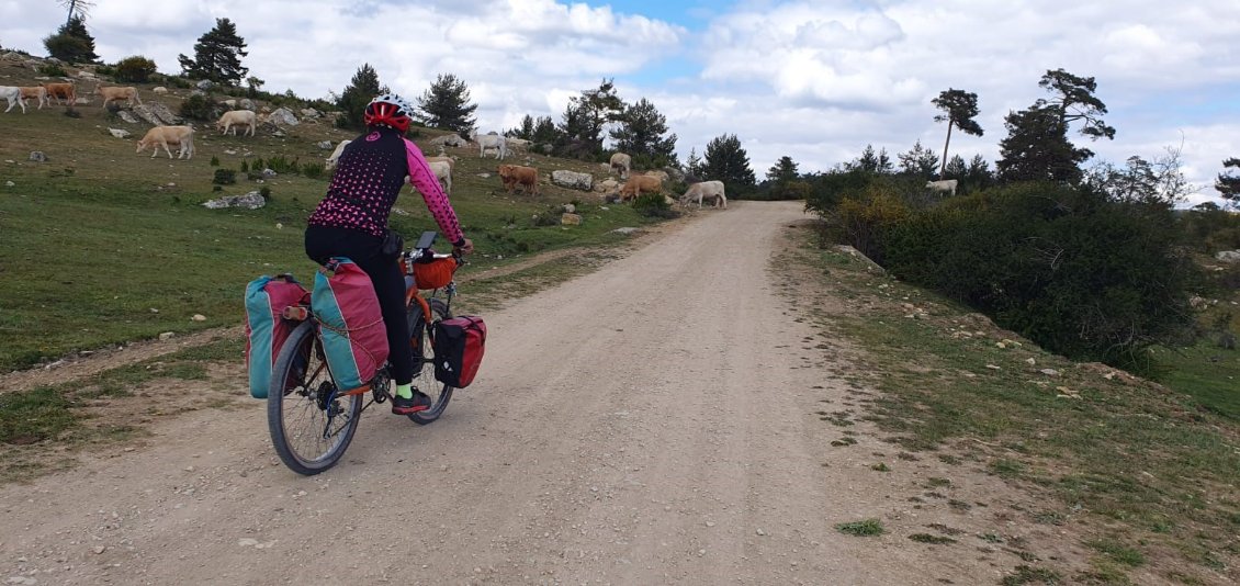 La dernière piste, on retrouve nos copines les vaches, croisées le premier jour