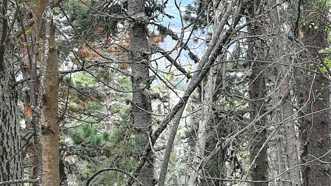 Les grandes forêts de pin que nous traversons