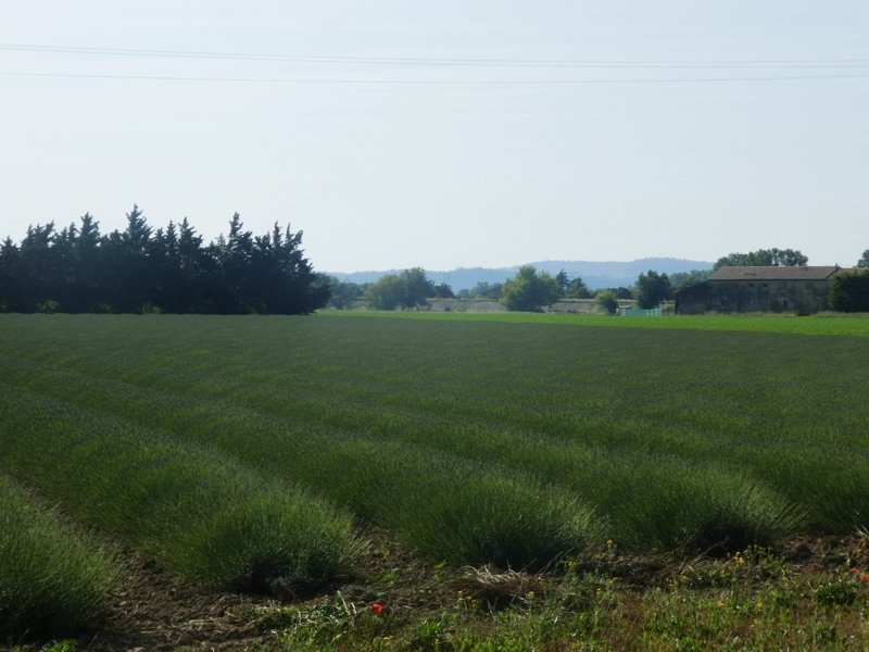 Premier champ de lavandes