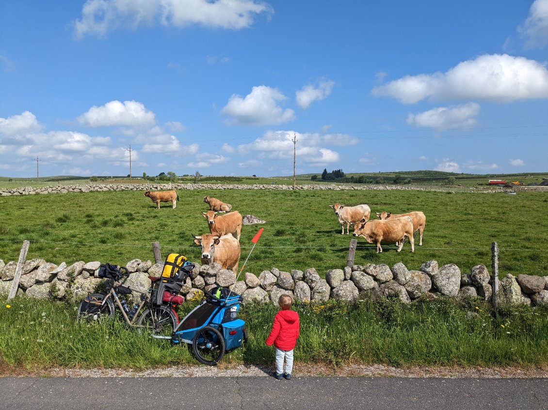 L'Aubrac, terre de vaches et de vélo ;-)