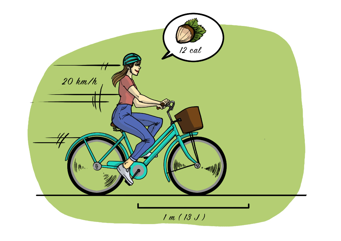 Pour une noisette ! L’ingestion d’une noisette fournit l’énergie de parcourir 1 m sur du plat à 20 km/h.
Dessin : Thibaut Pluvinage