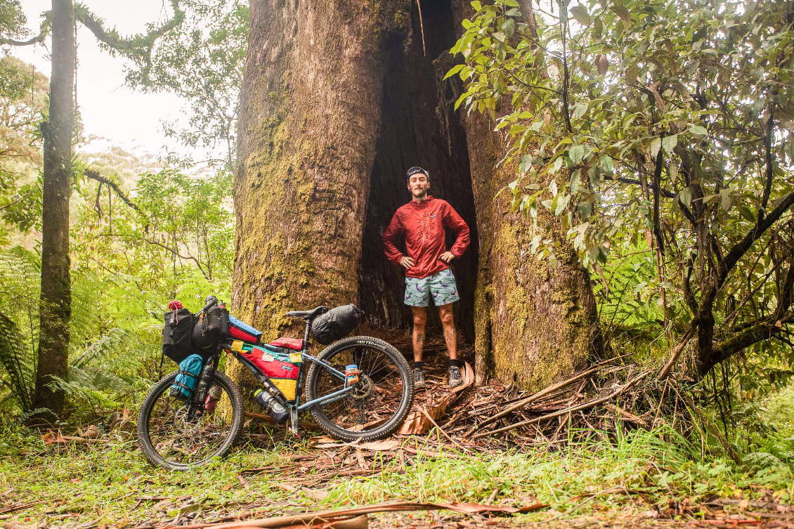 Dans le coeur des géants. Le climat humide du sud-est est propice au libre développement de très gros arbres, Otways national park.