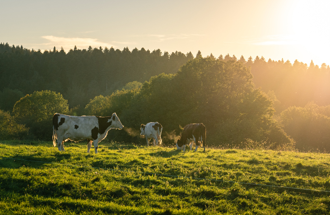 Les vaches, élément du décor jurassien. Notez qu'on aperçoit leur respiration... signe de forte humidité dans l'air !