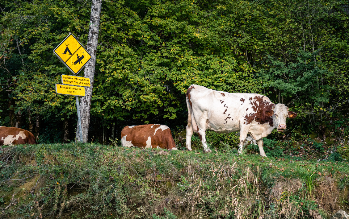 Les vaches ne lisent résolument pas les panneaux.