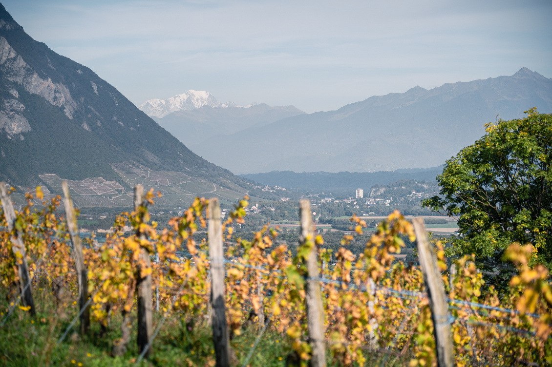 Vignes et mont Blanc.