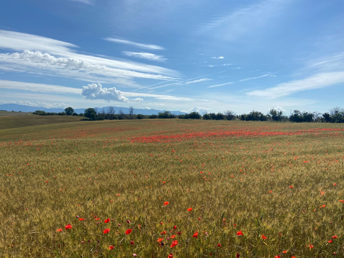 Symphonie de couleurs sur le plateau de Valensole