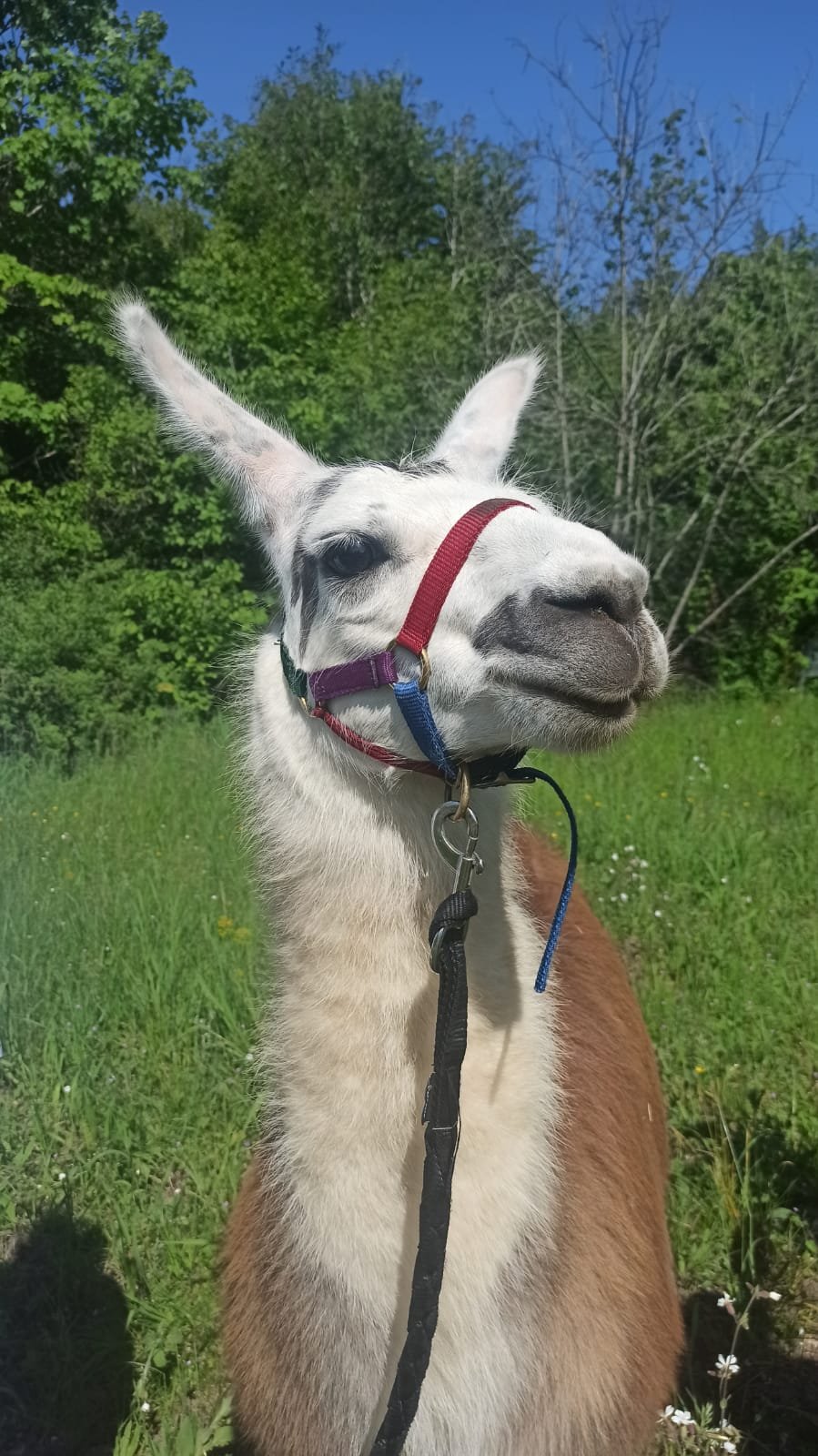 Quand le lama prend la pose