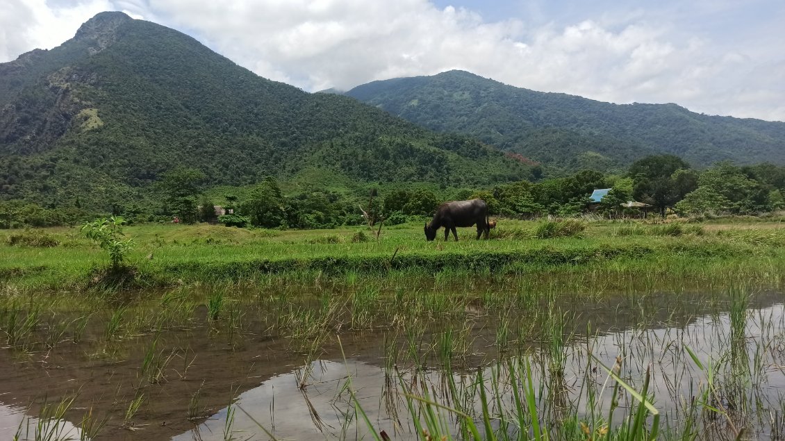 Un carabao, probablement âgé.