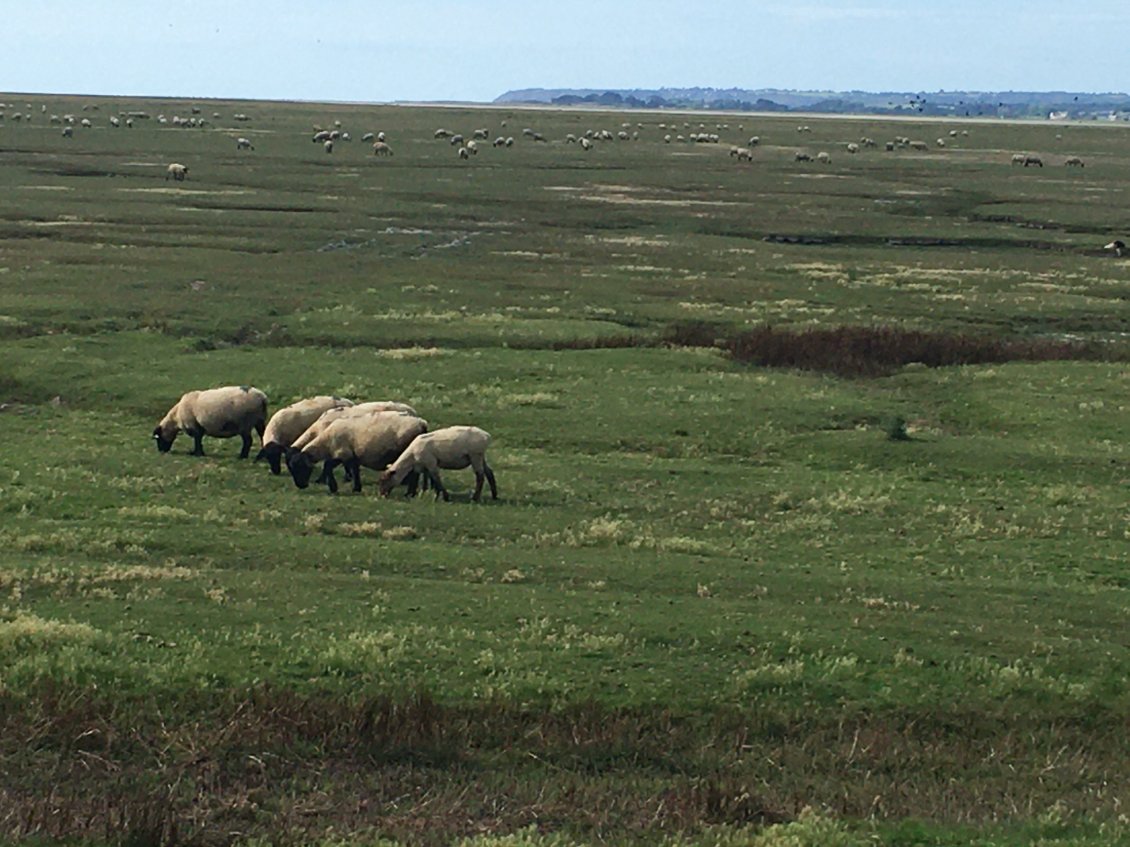 ...en compagnie des moutons🐑