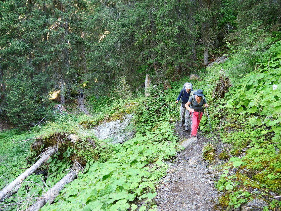 Montée en sous bois