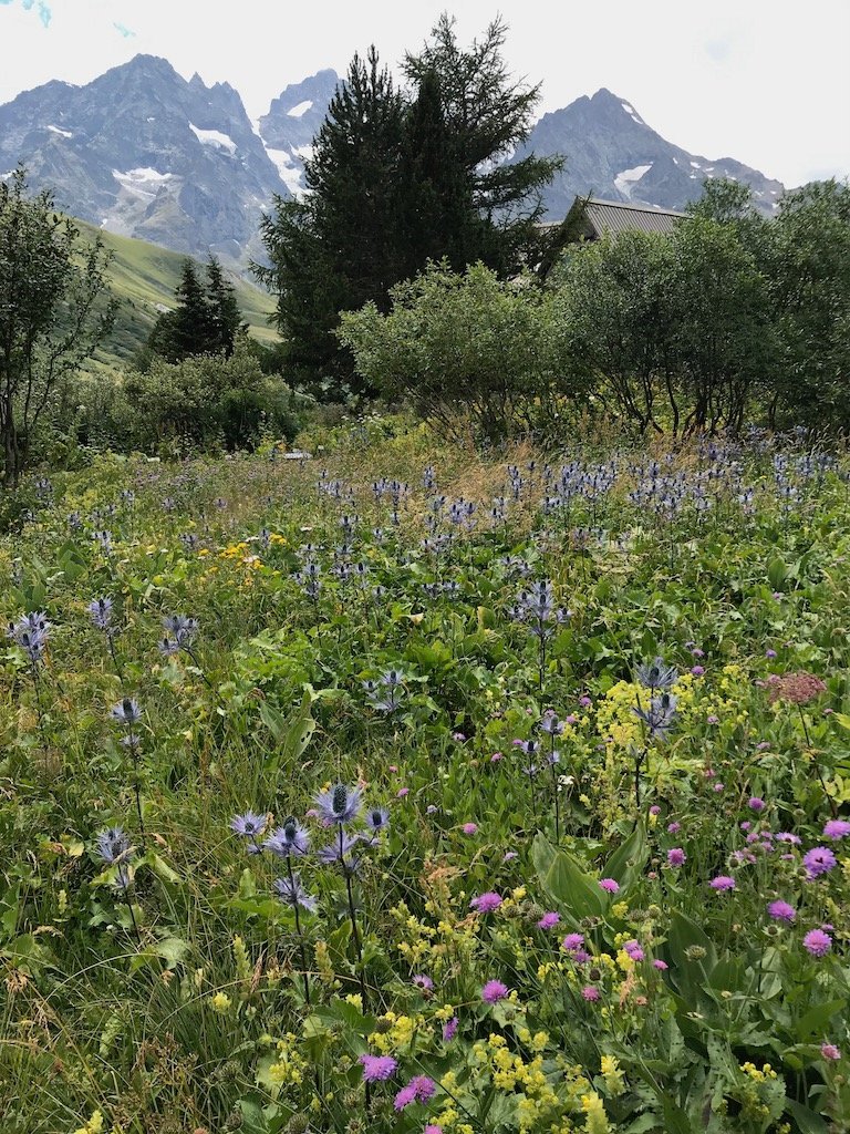 Jour 6 : de Villard d'Arêne nous pédalons vers les cols du Lautaret et du Galibier pour basculer en Maurienne. Le Jardin Alpin du col du Lautaret est une pause méridienne parfaite !