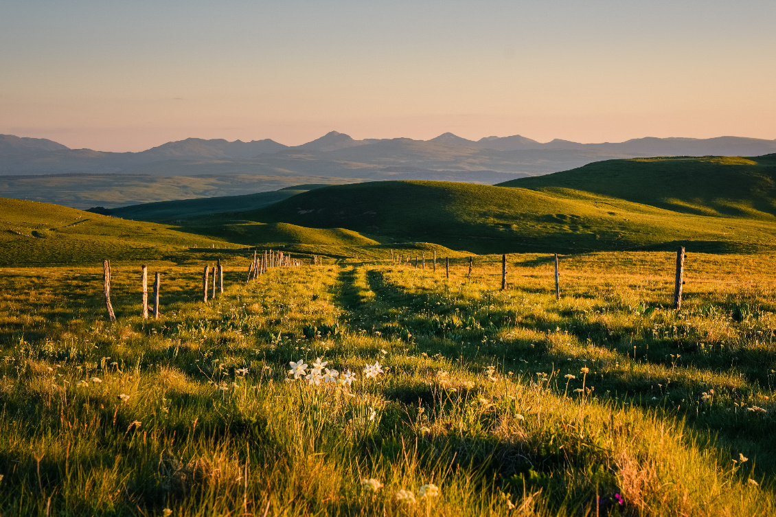 Les monts du Cantal depuis le Cézallier. Lumière du soir sur la montagne des Huides accompagnée de narcisses des poètes.
Photo : Guillaume Hermant.