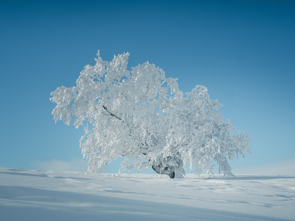 Hêtre givré. Aubrac.
Photo : Christophe Paul