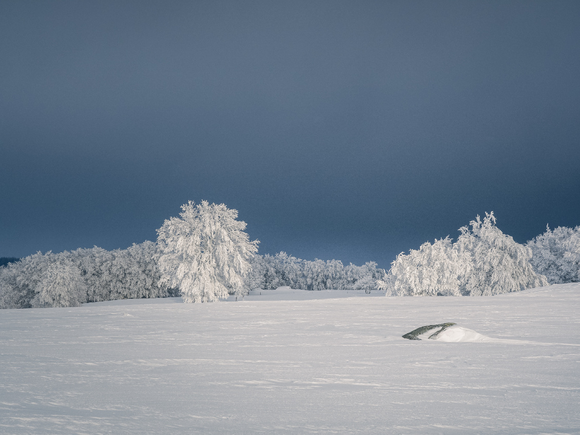 Hêtres givrés. Aubrac.
Photo : Christophe Paul