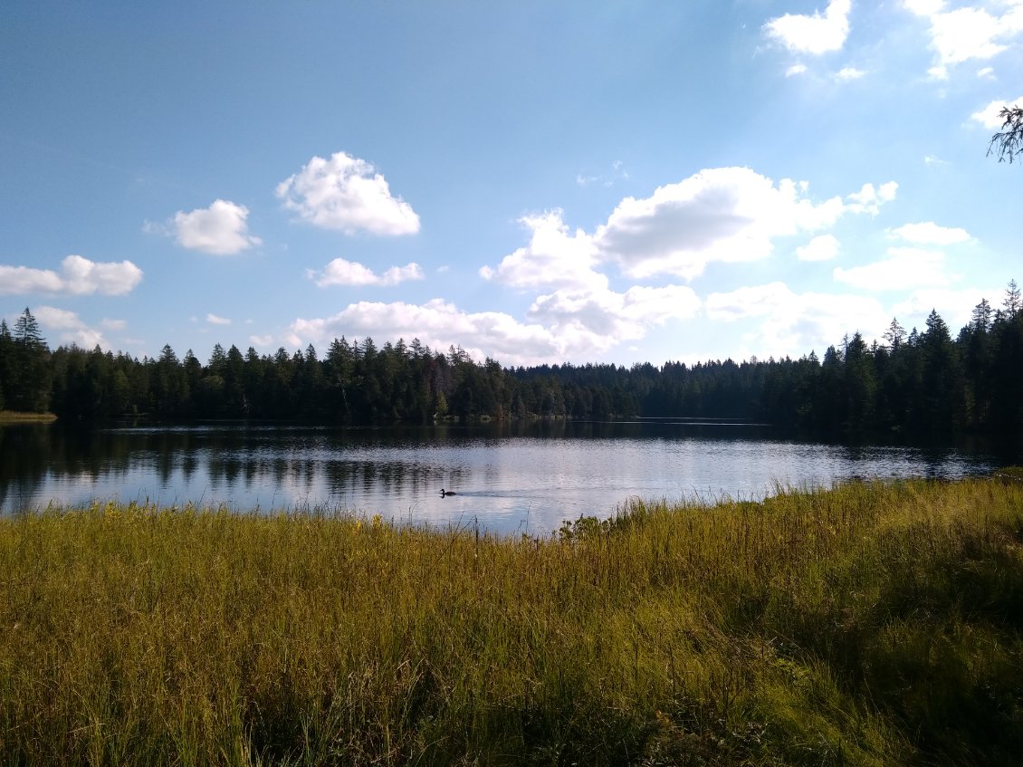 Lac sauvage de Gruyére