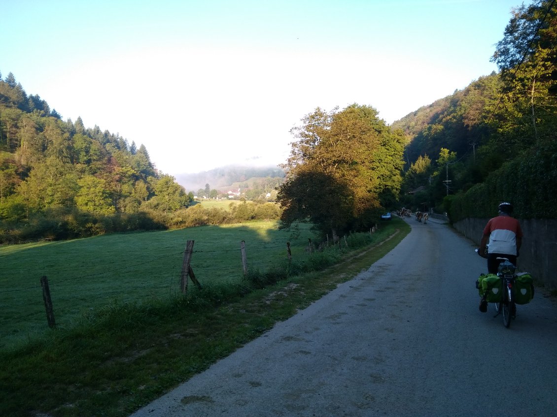 Route un peu embouteillée par 70 vaches !