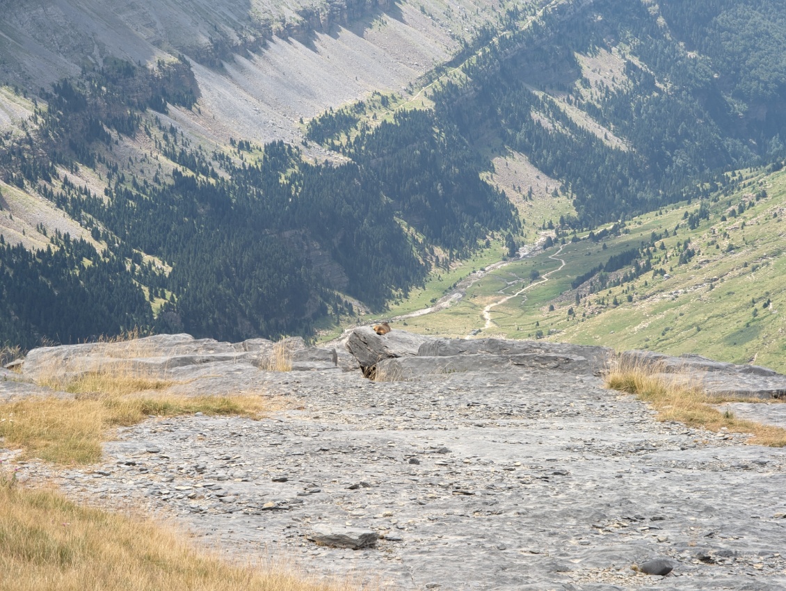 Une marmotte se prélasse au-dessus du haut du canyon d'Ordesa, d'où un sentier permet de monter au refuge de Góriz