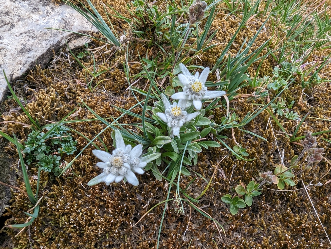 La beauté est aussi dans l'infiniment petit