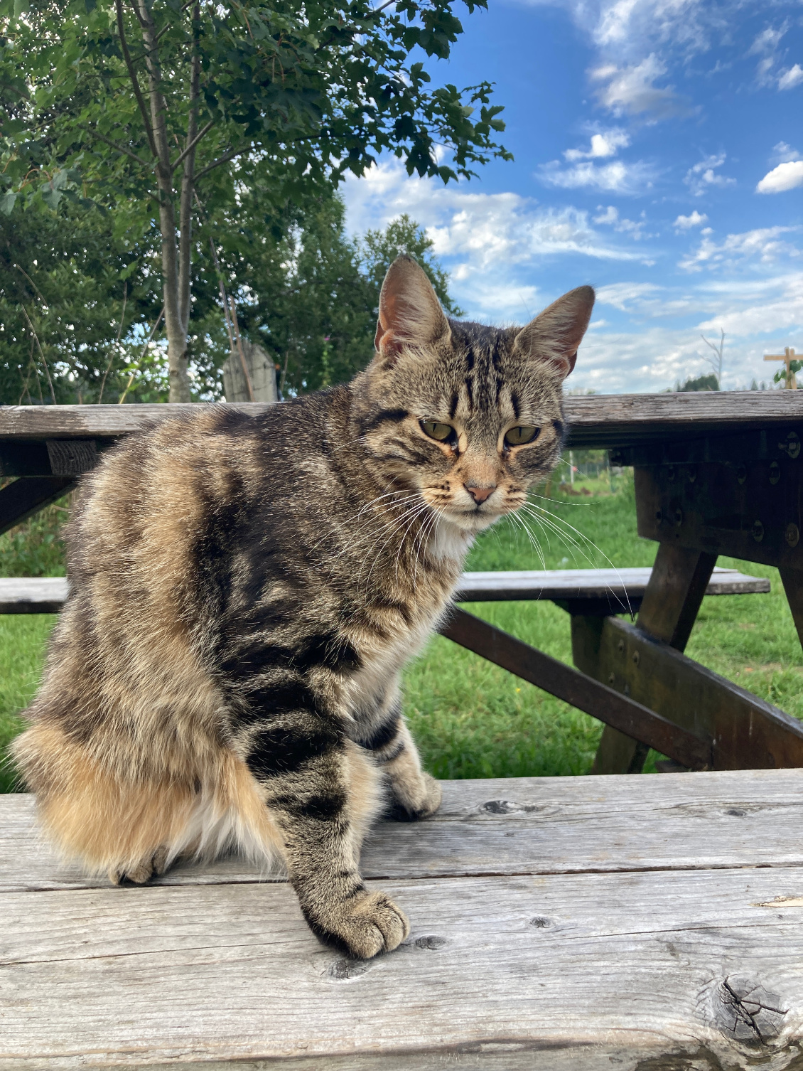 Chat de gare