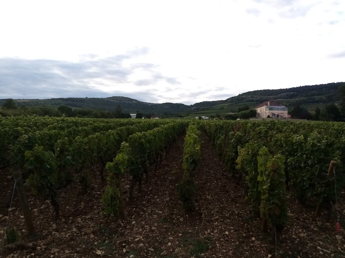 Coteau de Santenay. 
