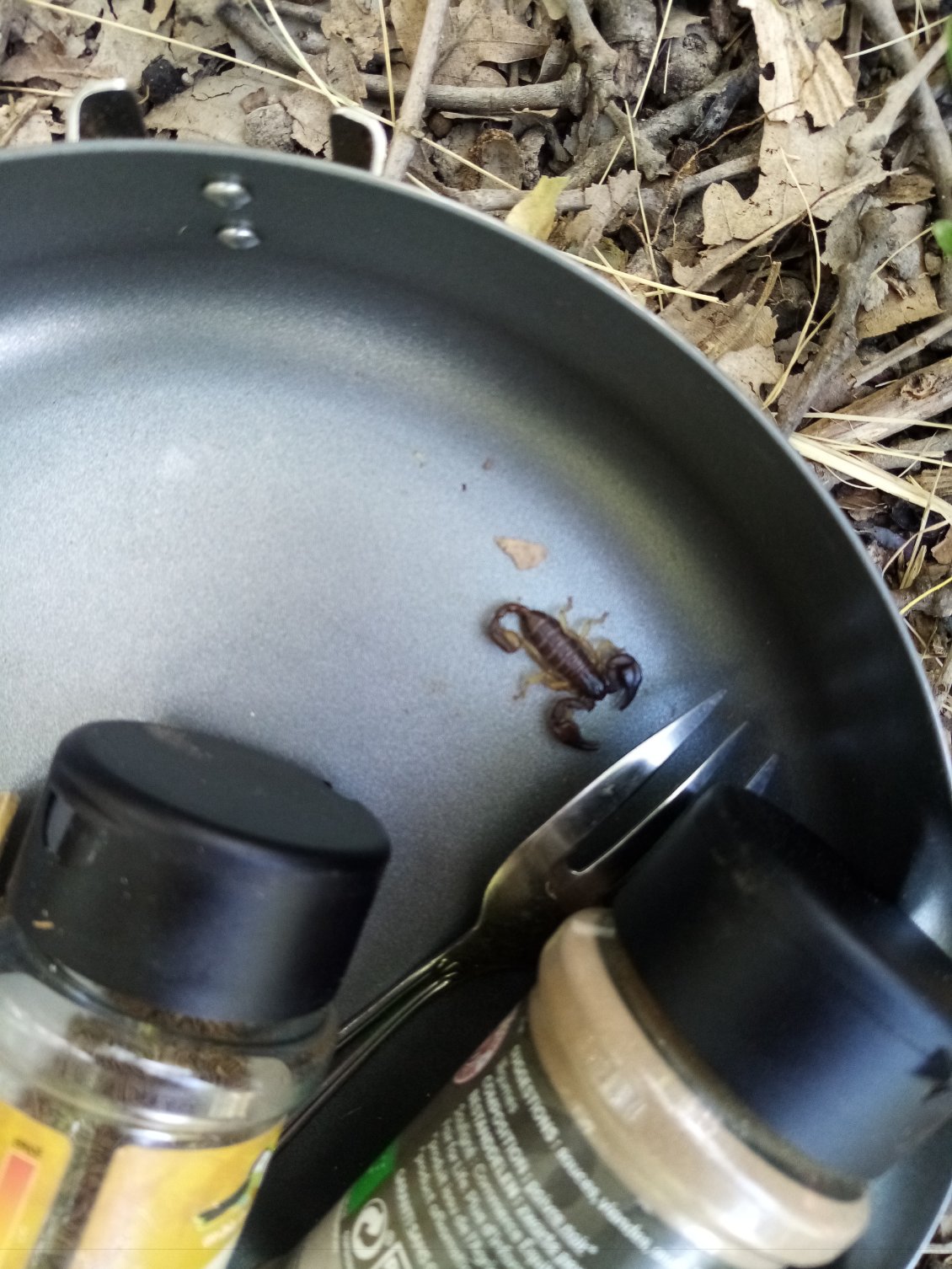 Je me fais attaquer par des scorpions. Je range bien toute ma nourriture dans mes sacoches ou dans le tente maintenant !!