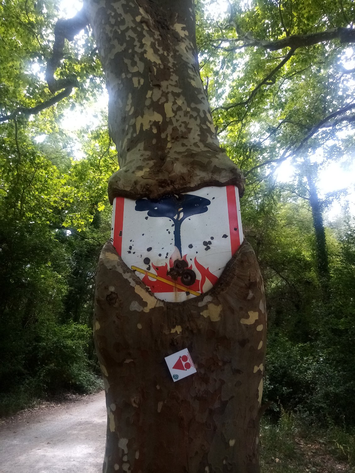 Les arbres défient le feu !!