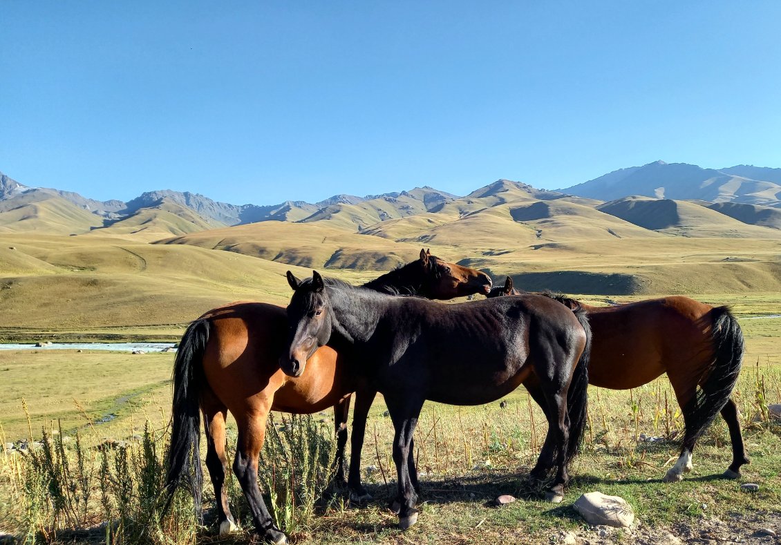 comment ne pas être séduite ? pour ma part je monte très bien a vélo - mais je n'ai aucune attirance pour monter a cheval - mais ici ils sont beaux au naturel - les grands espace leur vont bien.