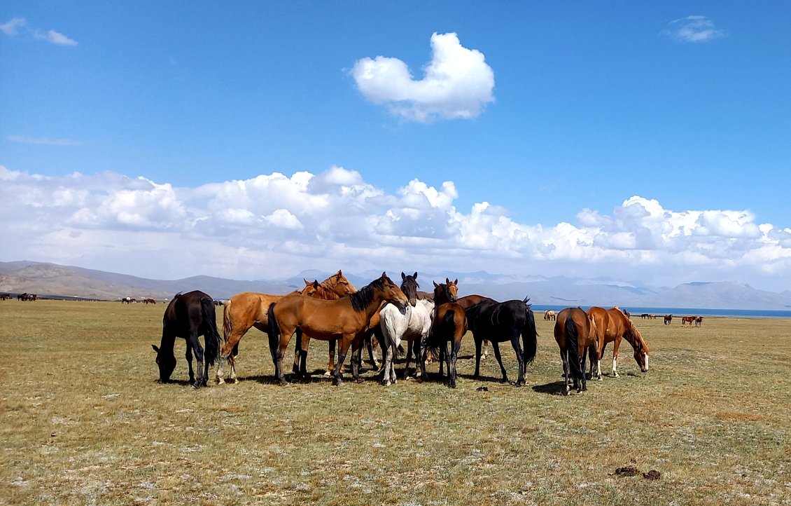 SON KUL - chevaux du plateau - 3 000 m