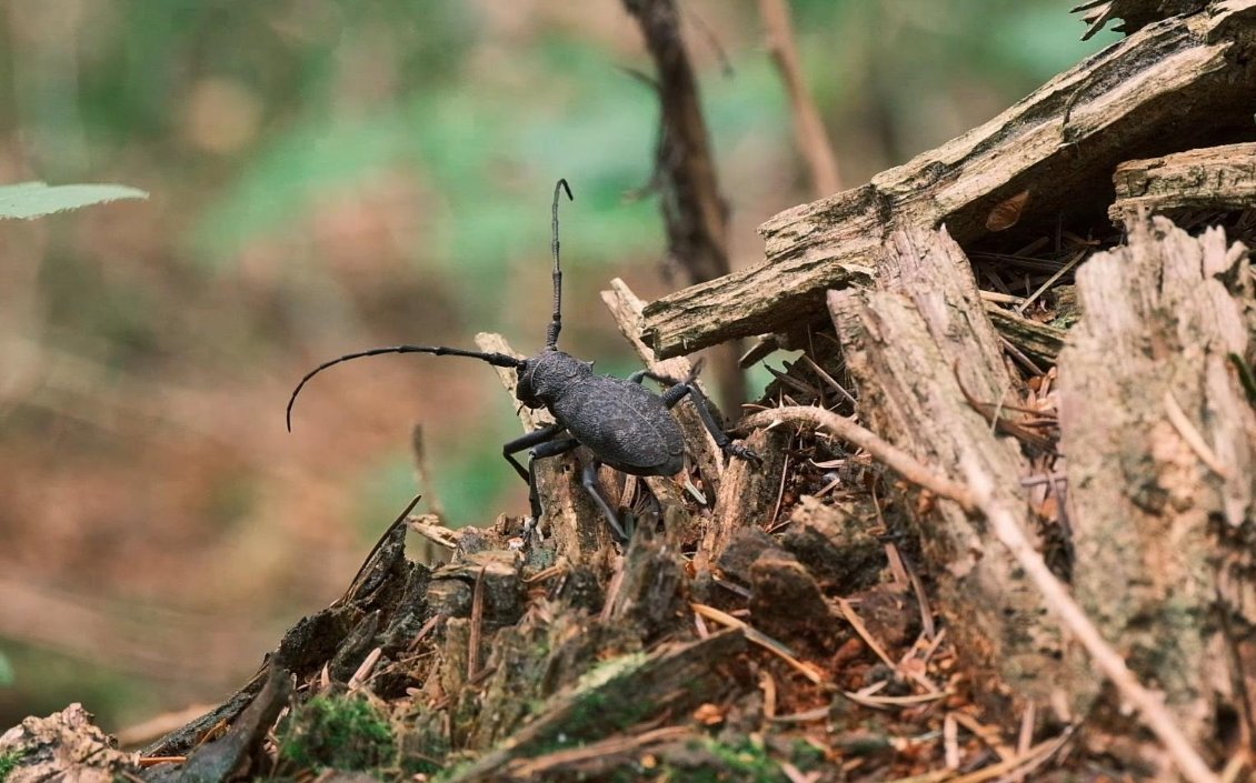 Liberté totale dans le Morvan