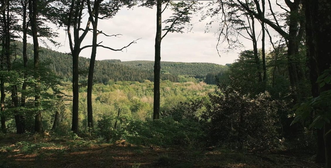 Les forêts du Morvan, mi-ange (hêtraies à houx), mi-démon (plantations de résineux)