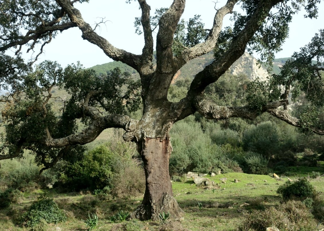 Espagne : Tarifa > Córdoba (Andalousie)