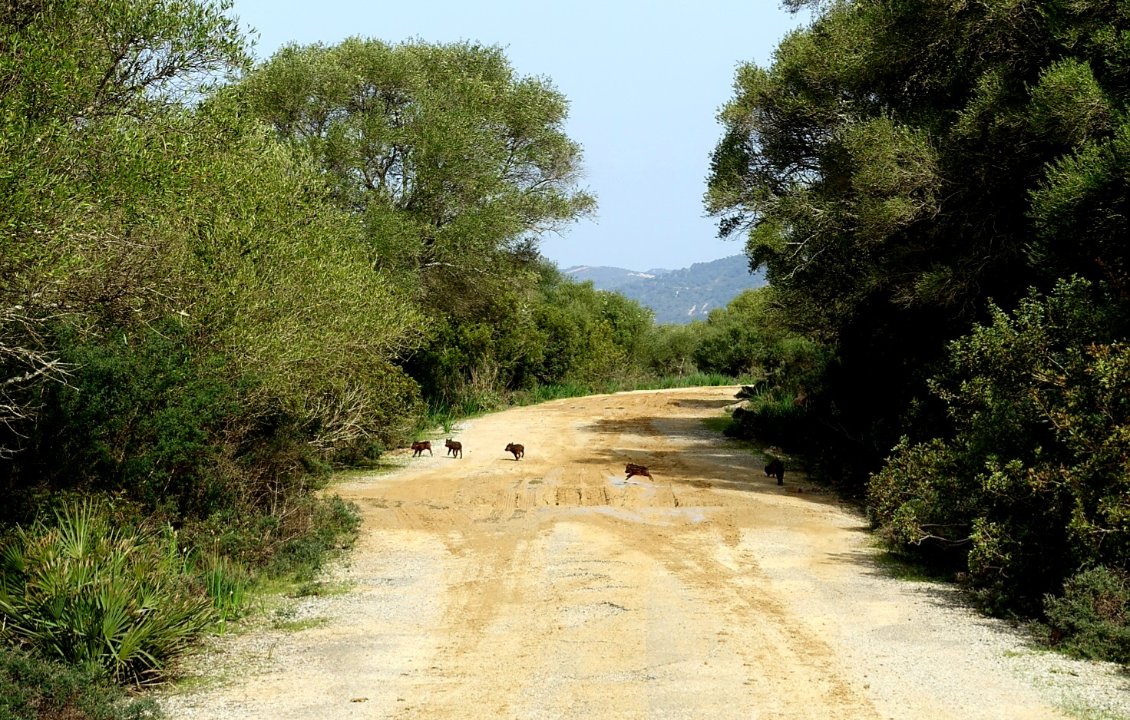 Espagne : Tarifa > Córdoba (Andalousie)