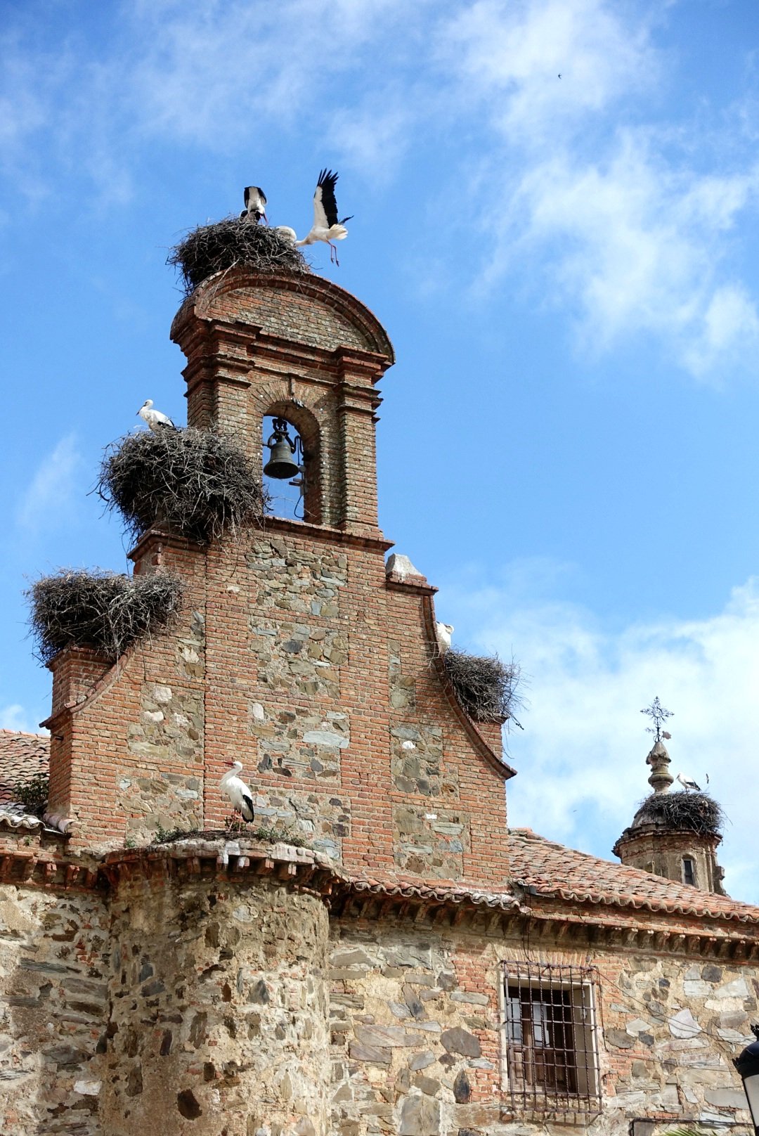J'aurai vu plus de cigognes en Espagne qu'en Alsace !
