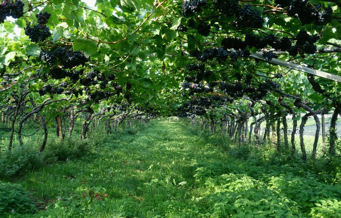 Culture de la vigne en pergola dans les alentours de Bolzano.