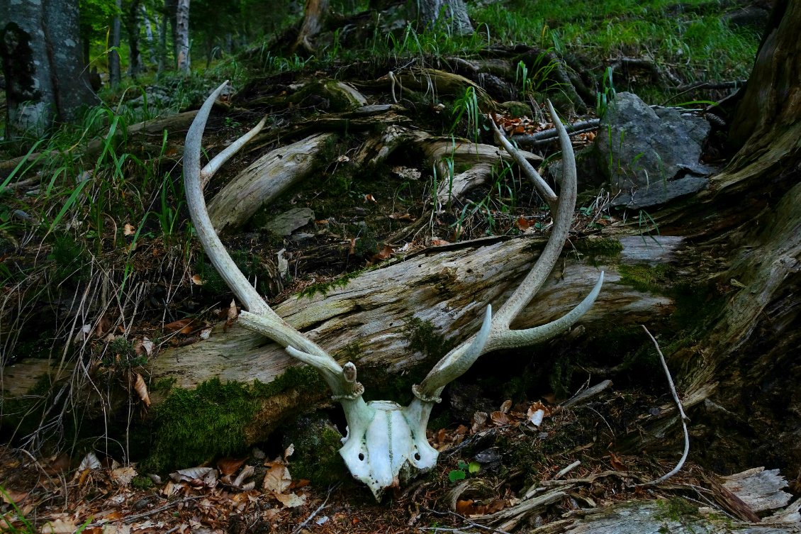 Voilà ce que j'ai trouvé un matin par hasard en forêt.