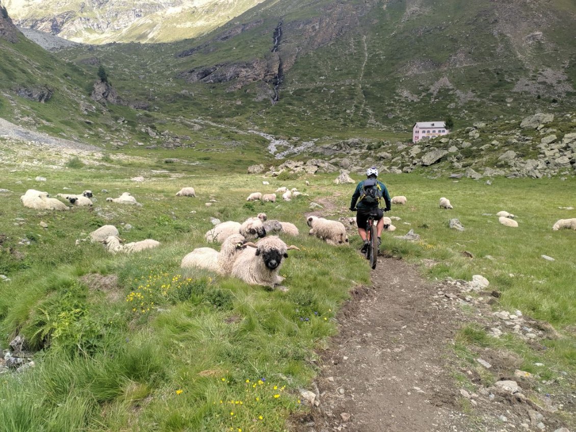 J72 - En arrivant au refuge de Trift, rencontre avec les moutons "nez noir du valais".