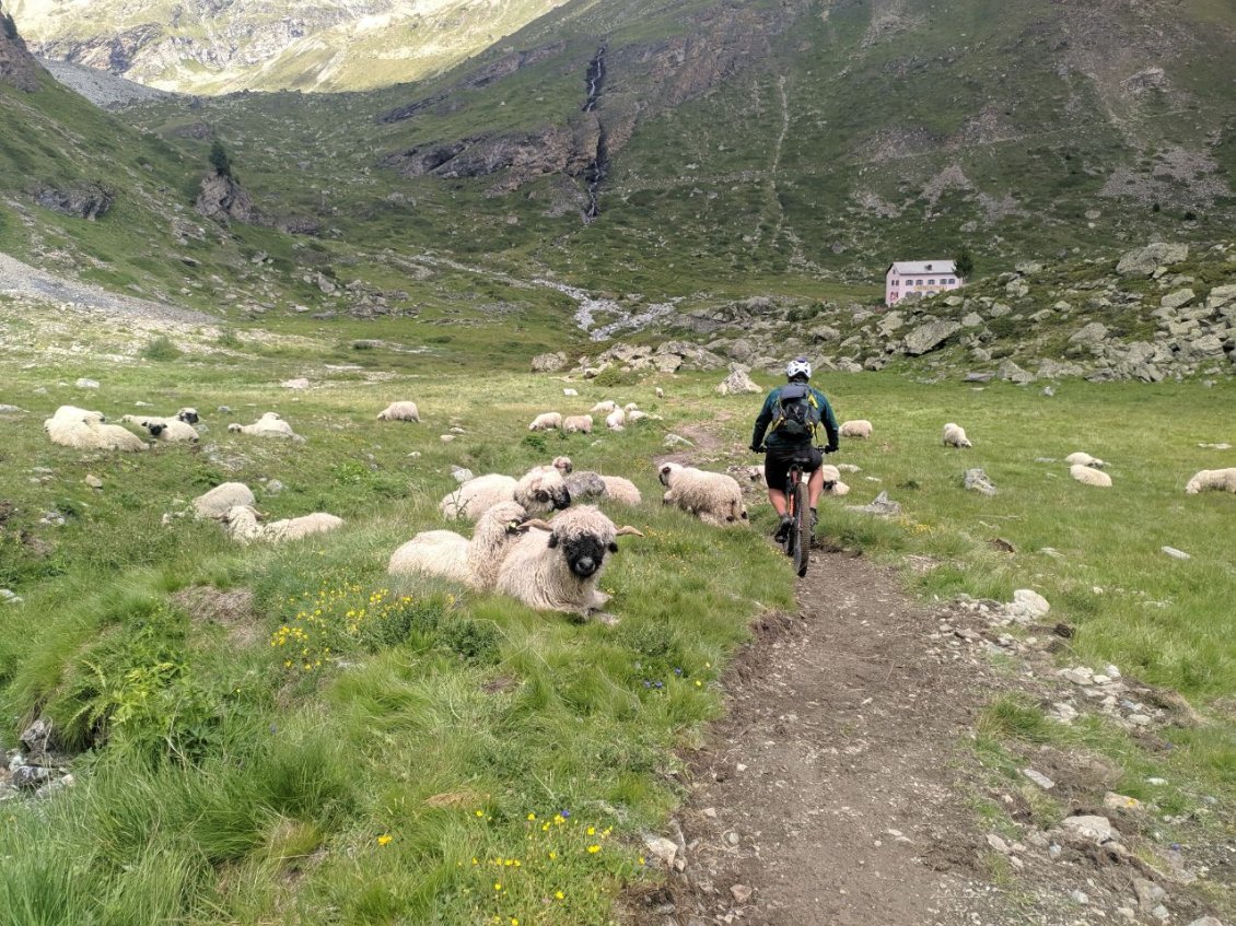 J64 - En arrivant au refuge de Trift, rencontre avec les moutons "nez noir du valais".