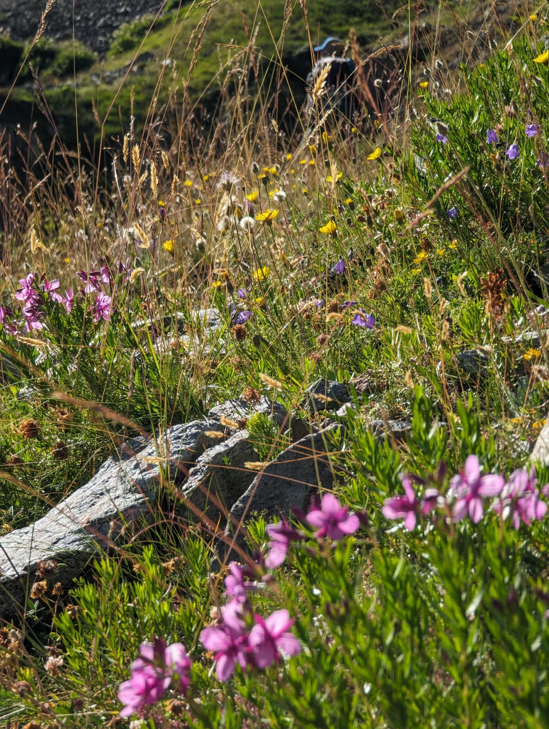 Printemps arrosé = été fleuri.