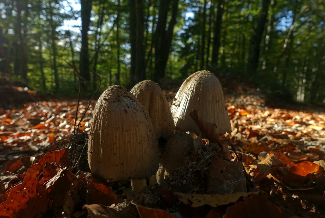 Les coprins chevelus sortent de terre partout au bord des pistes forestières.