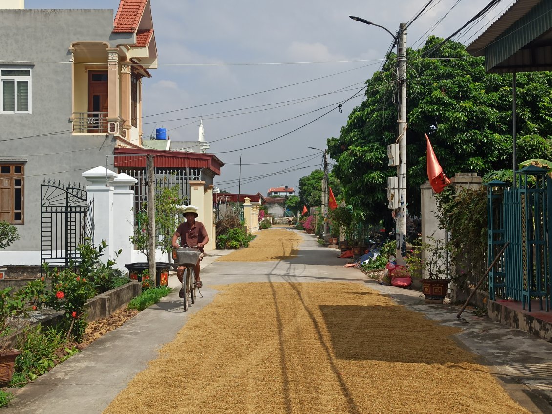 J15. Le riz est séché en ville. Il s'agit de productions personnelles qui poussent dans le jardin des maisons.
