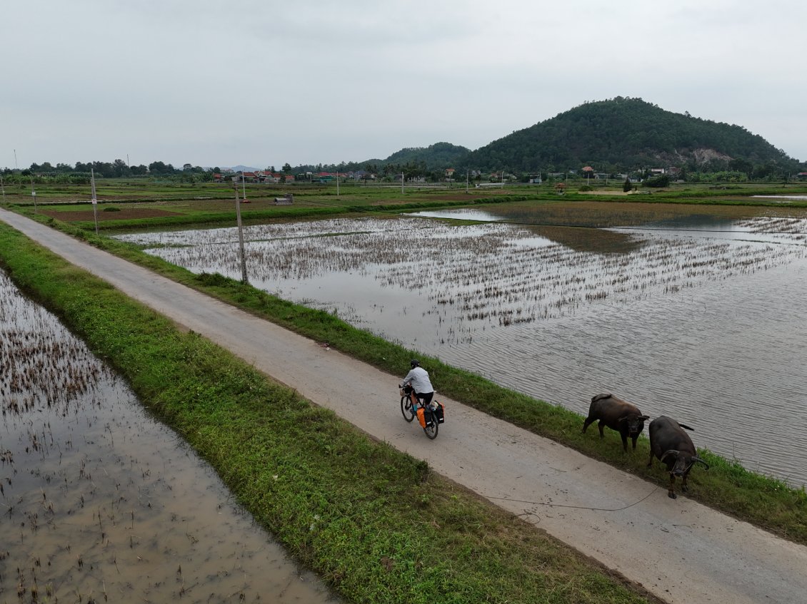 J18. Une route, comme une autre au milieu des plantations de riz avec des buffles d'eau. La photo représente bien l'ambiance de ce voyage.
