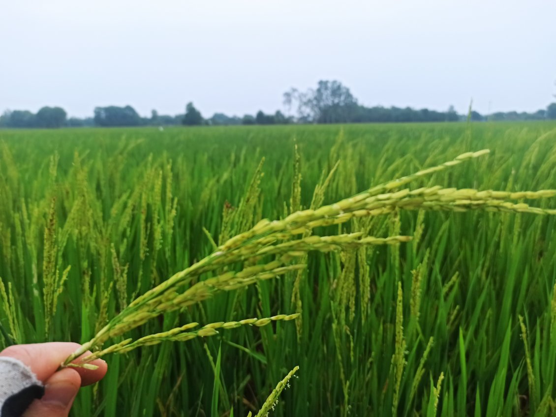 J19. Je vous publie souvent des photos sur lesquelles je roule à vélo au milieu des champs de riz. Voici une photo prise de plus près. Les grains de riz sont encore trop petits pour être récoltés.