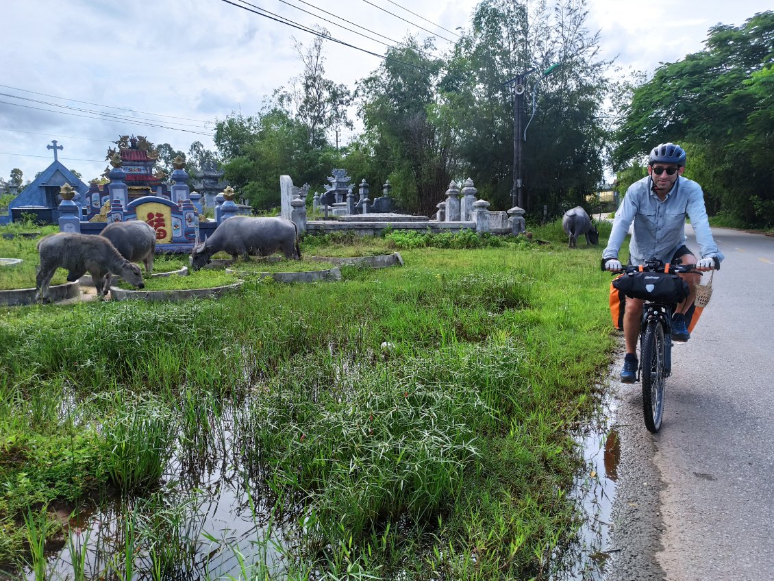 J29. La route traverse un cimetière. Ce n'est pas rare au Vietnam. Apparemment l'herbe qui pousse dans celui-ci plaît aux buffles d'eau.