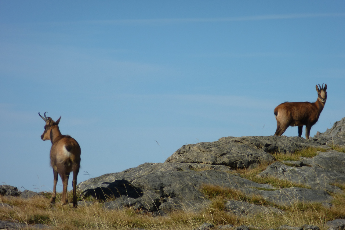 Rupicapra pyrenaica.
Endémique des Pyrénées, l’isard se distingue du chamois par son poids (légèrement plus lourd), ses cornes au crochet plus ouvert et sa grâce bien supérieure (c’est un Pyrénéen qui me l’a dit). Absent des Alpes, on retrouve une sousespèce dans les Apennins.
Photo : Anna Mollard